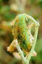 Aphid