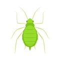 Aphid vector icon Royalty Free Stock Photo