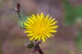 Aphidoidea Green aphids feeding on a Sonchus sow thistle plant Royalty Free Stock Photo
