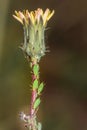 Aphidoidea Green aphids feeding on a Sonchus sow thistle plant Royalty Free Stock Photo