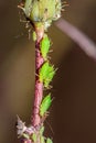 Aphidoidea Green aphids feeding on a Sonchus sow thistle plant Royalty Free Stock Photo