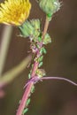 Aphidoidea Green aphids feeding on a Sonchus sow thistle plant Royalty Free Stock Photo