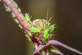 Aphidoidea Green aphids feeding on a Sonchus sow thistle plant Royalty Free Stock Photo