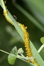 Aphids Royalty Free Stock Photo