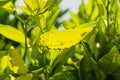 Aphids and ants on leaves of orange tree Royalty Free Stock Photo