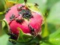 Close up of black aphids on rose bud Royalty Free Stock Photo