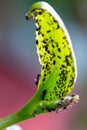 Aphids and ants on the underside of a green leaf Royalty Free Stock Photo