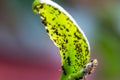 Aphids and ants on the underside of a green leaf Royalty Free Stock Photo