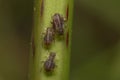 Aphids, Aphididae, sitting on plant stem Royalty Free Stock Photo