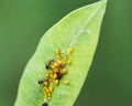 Aphids Aphidoidea superfamily feed on the sap of plants and secrete a sugary substance called honeydew. Royalty Free Stock Photo