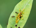 Aphids Aphidoidea superfamily feed on the sap of plants and secrete a sugary substance called honeydew. Royalty Free Stock Photo