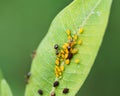 Aphids Aphidoidea superfamily feed on the sap of plants and secrete a sugary substance called honeydew. Royalty Free Stock Photo