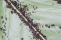 Aphids on Black Cherry Leaf Royalty Free Stock Photo