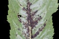 Aphids on Black Cherry Leaf Royalty Free Stock Photo