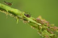 Aphids on a branch, orchard, garden insects,