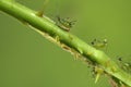Aphids on a branch, orchard, garden insects,