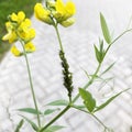 Aphids is breeding on stem of Lathyrus pratensis. Colony of the green aphid on the yellow flower in the city park Royalty Free Stock Photo