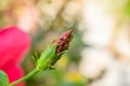 Aphids on the bud of hibiscus flower plant sucking the cell sap which are the serious pests of various flower plant and crops. Royalty Free Stock Photo