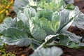 Aphids on cabbage. A head of cabbage with large leaves in the garden is affected by aphids Royalty Free Stock Photo