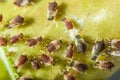 Aphids colony Royalty Free Stock Photo