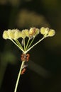 Aphids colony on grass and ants Royalty Free Stock Photo