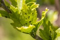 Aphids colony Royalty Free Stock Photo