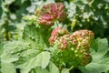 Aphids on currant leaves. Royalty Free Stock Photo