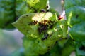 Aphids damage leaves parasite pest