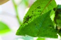 Aphids damage leaves parasite pest