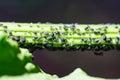 Aphids damage leaves parasite pest