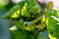 Aphids damage leaves parasite pest