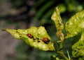 Aphids on a young citrus tree