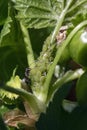Aphids destructive insect pests on cultivated plants. ants and aphids, symbiosis