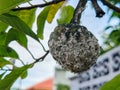 Aphids excrete on fruits. Royalty Free Stock Photo