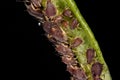 Aphids Royalty Free Stock Photo