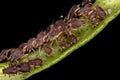 Aphids Royalty Free Stock Photo