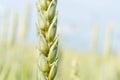 Aphids feed on an ear of barley Royalty Free Stock Photo