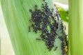 Aphids feed on sap corn Royalty Free Stock Photo