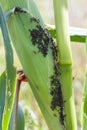 Aphids feed on sap corn