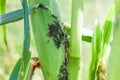 Aphids feed on sap corn Royalty Free Stock Photo