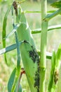 Aphids feed on sap corn Royalty Free Stock Photo