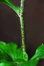 Aphids Feeding