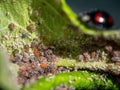 Aphids feeding on an apple tree leaf Royalty Free Stock Photo