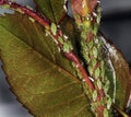 Aphids feeding on plant stem. Royalty Free Stock Photo