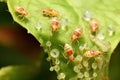 Aphids Feeding On Rose Shoot