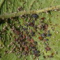 Aphids feeding on the underneath of an apple tree leaf Royalty Free Stock Photo