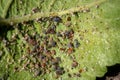 Aphids feeding on the underneath of an apple tree leaf Royalty Free Stock Photo