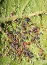 Aphids feeding on the underneath of an apple tree leaf Royalty Free Stock Photo