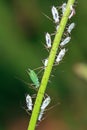 Aphids in the garden