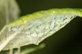Aphids on a green leaf. close Royalty Free Stock Photo
